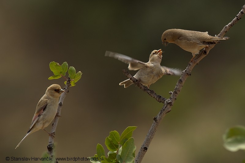 Desert Finch - ML204396621