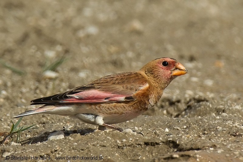 Crimson-winged Finch (Eurasian) - Stanislav Harvančík