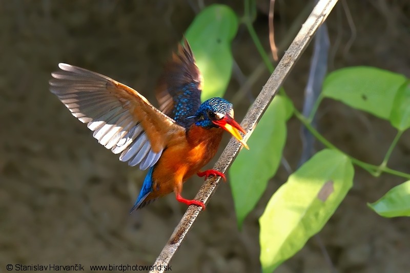 Blue-eared Kingfisher - Stanislav Harvančík