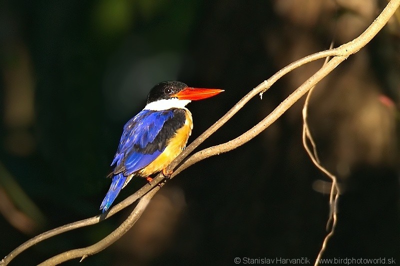 Black-capped Kingfisher - ML204396901