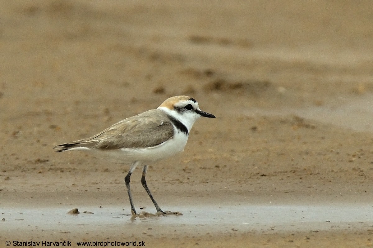 Kentish Plover (Kentish) - ML204397011