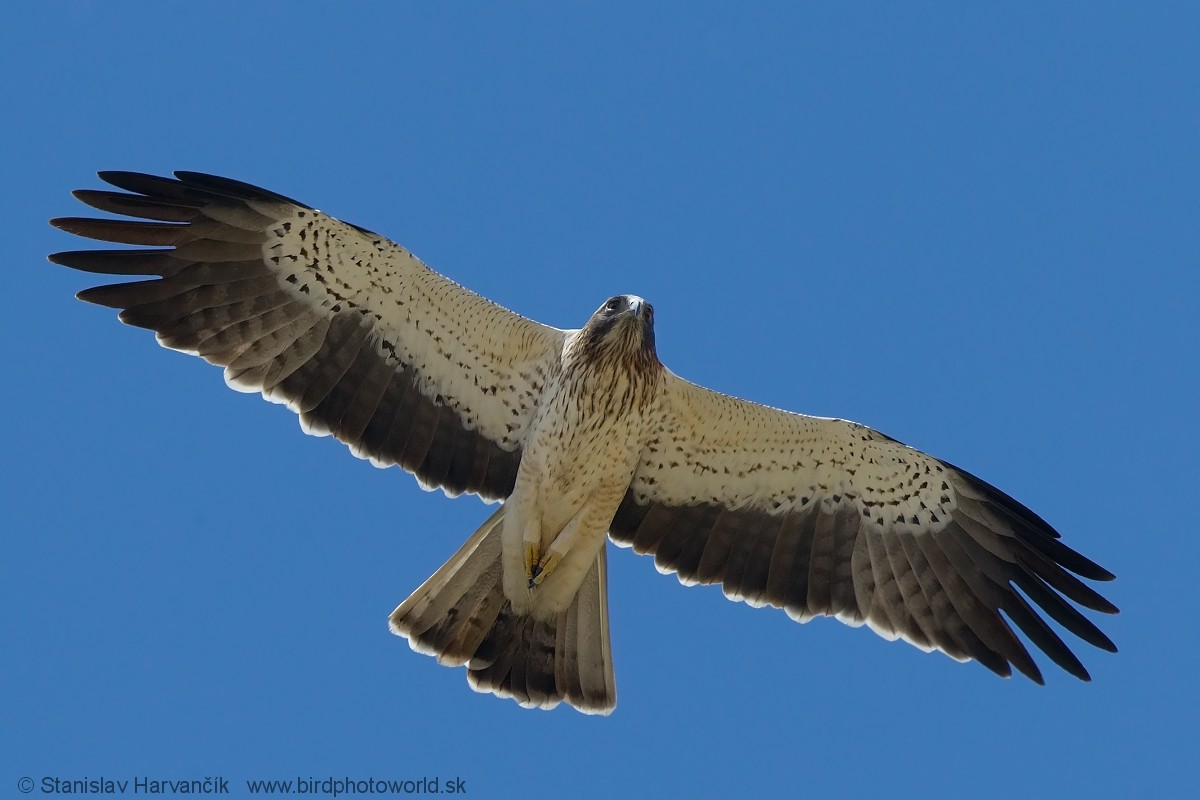 Booted Eagle - ML204397351