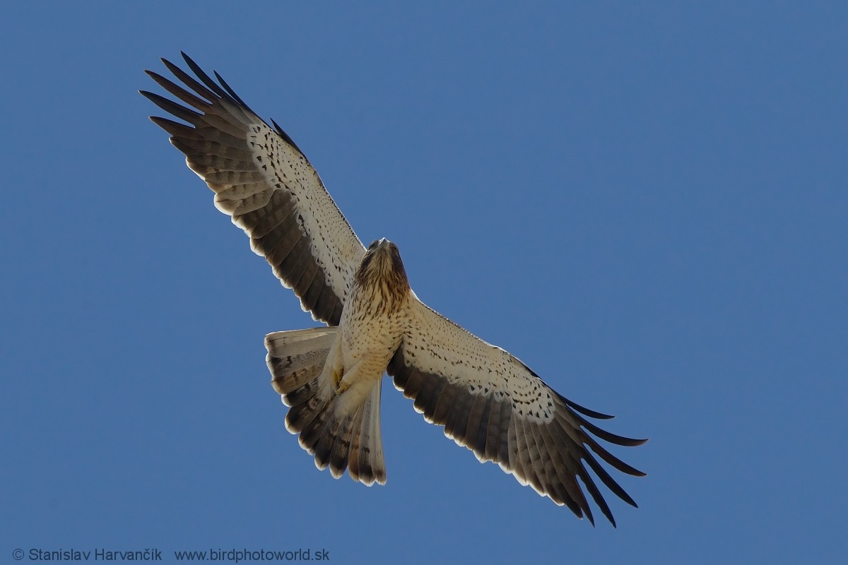 Booted Eagle - ML204397361