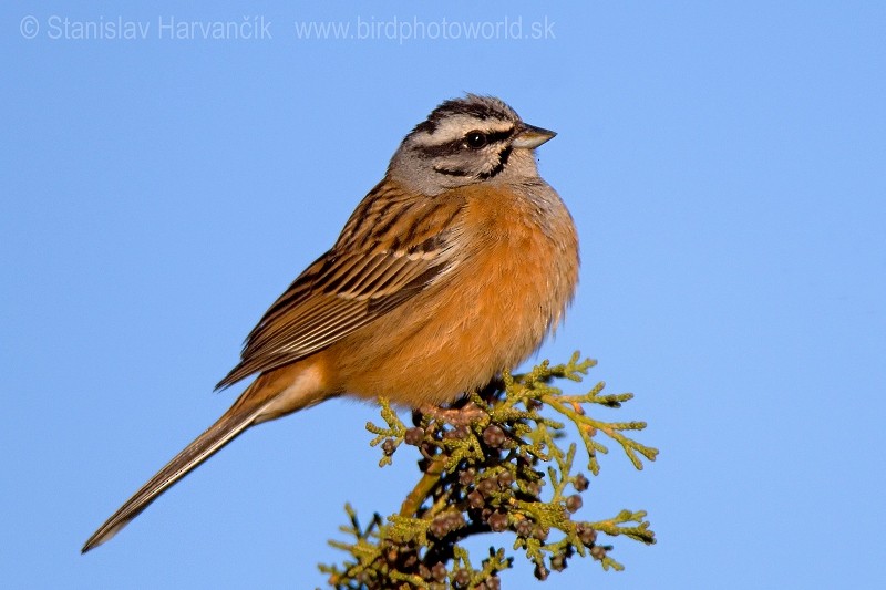 Rock Bunting - ML204397491