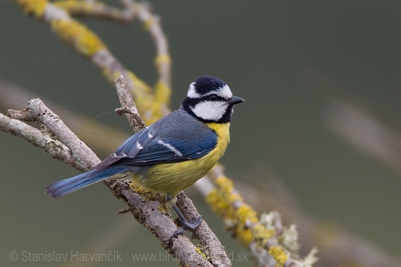 African Blue Tit - Stanislav Harvančík