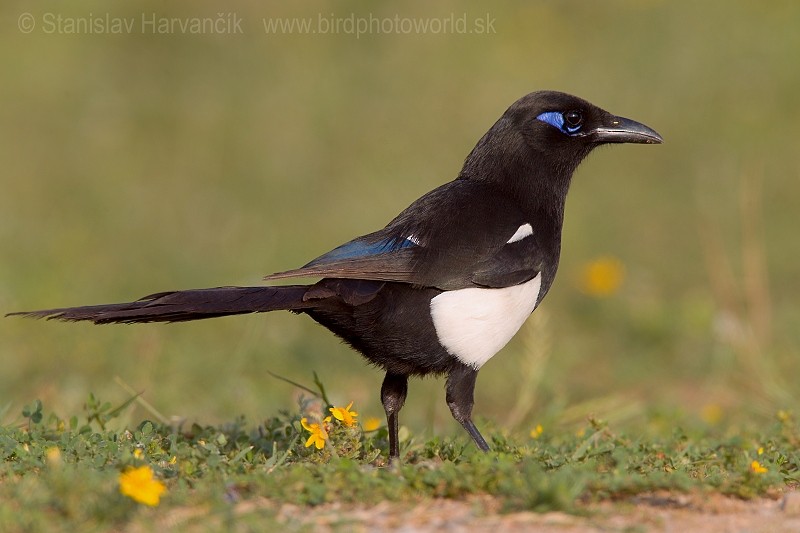 Maghreb Magpie - Stanislav Harvančík