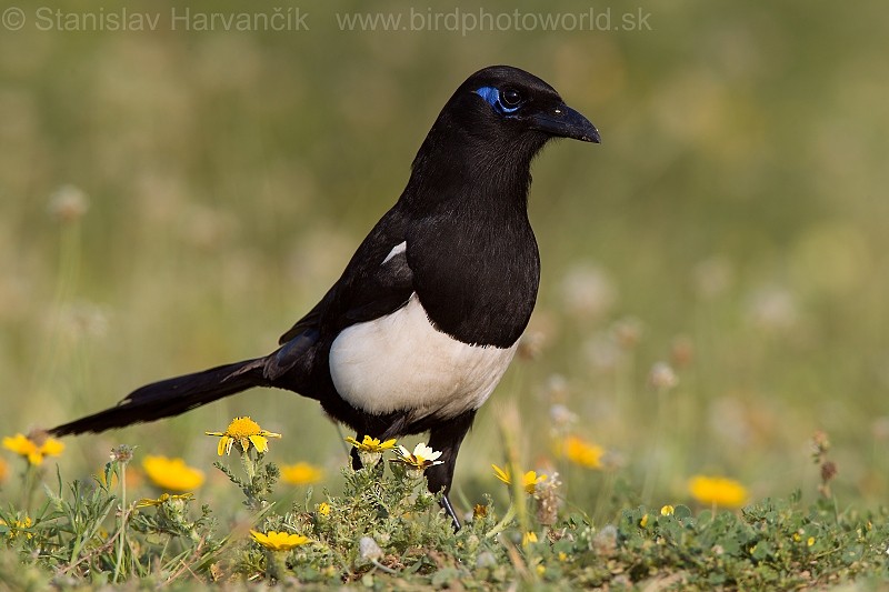 Maghreb Magpie - Stanislav Harvančík