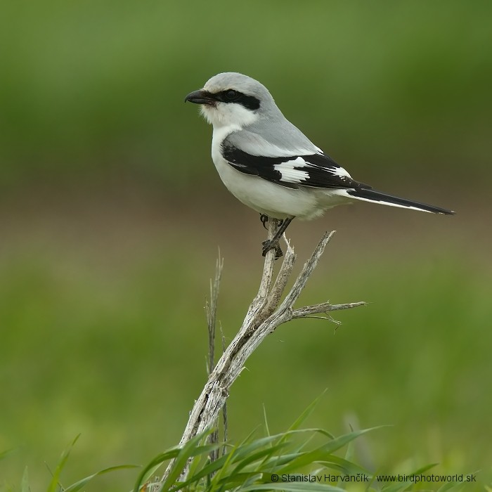 Great Gray Shrike (Great Gray) - Stanislav Harvančík