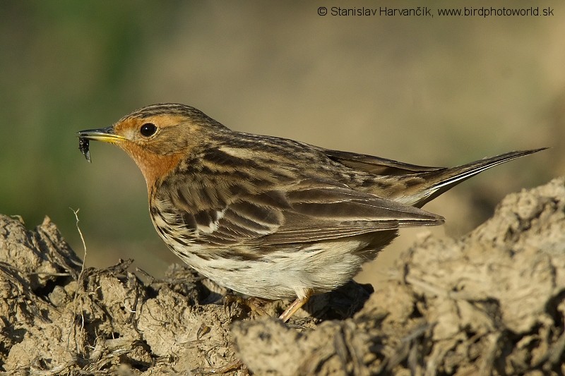 Red-throated Pipit - ML204398501