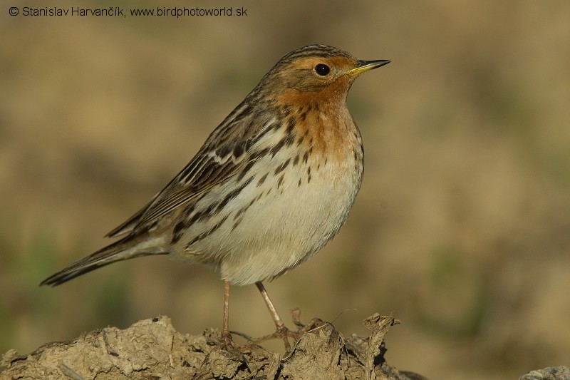 Red-throated Pipit - ML204398511