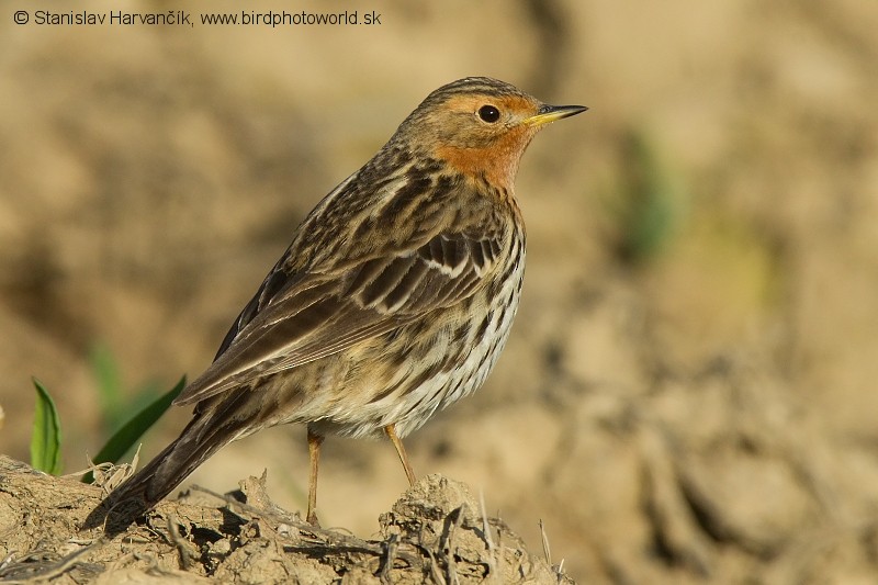 Pipit à gorge rousse - ML204398521