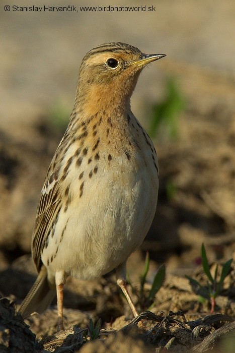 Red-throated Pipit - ML204398531