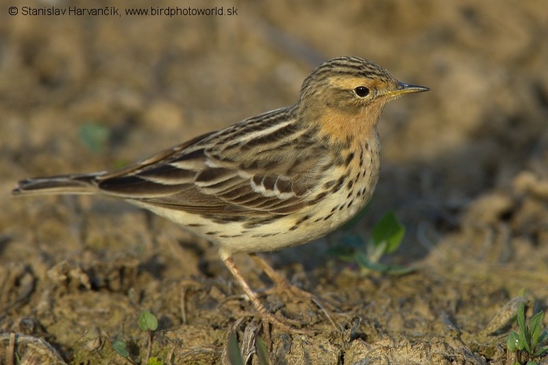 Red-throated Pipit - ML204398541