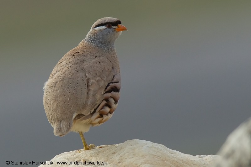 See-see Partridge - Stanislav Harvančík