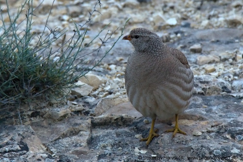 Persienwüstenhuhn - ML204399071