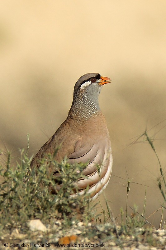 See-see Partridge - Stanislav Harvančík