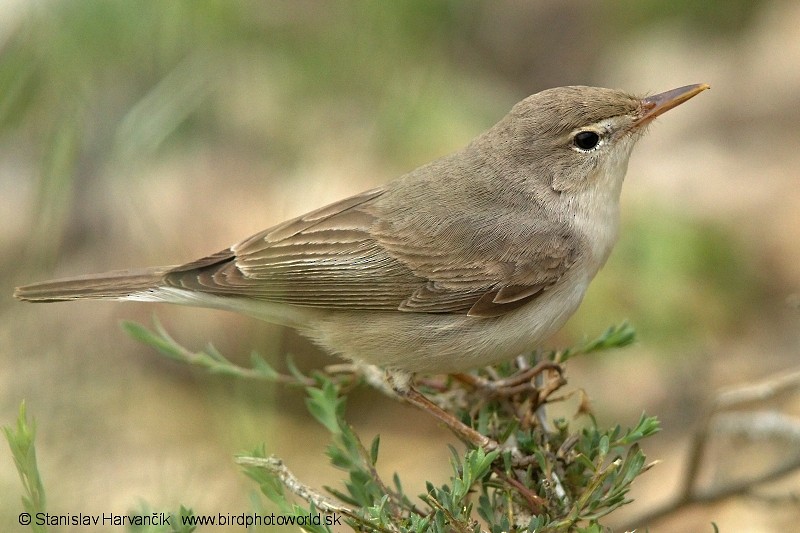 Upcher's Warbler - ML204399451