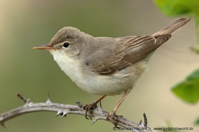 Upcher's Warbler - ML204399461