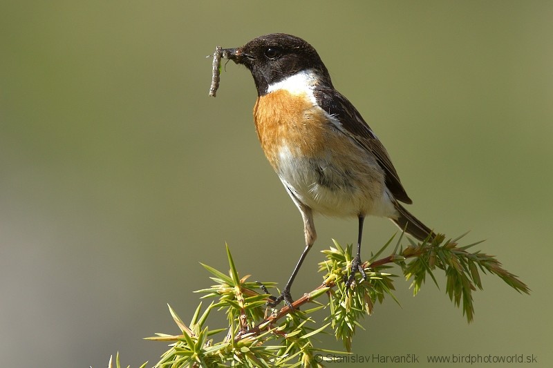 European/Siberian Stonechat - Stanislav Harvančík