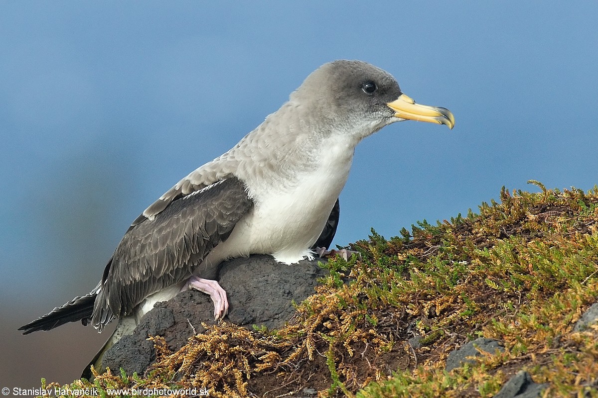 Cory's Shearwater - ML204399911