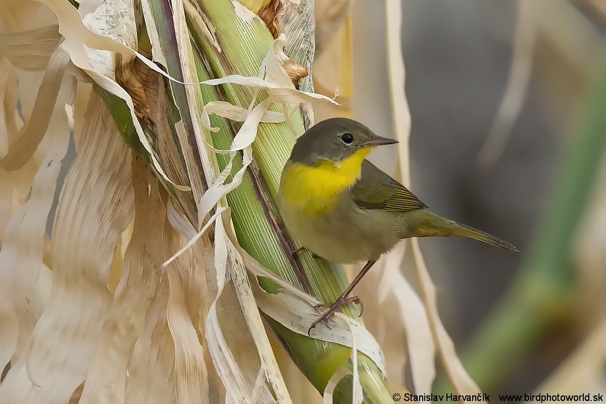 Common Yellowthroat - Stanislav Harvančík