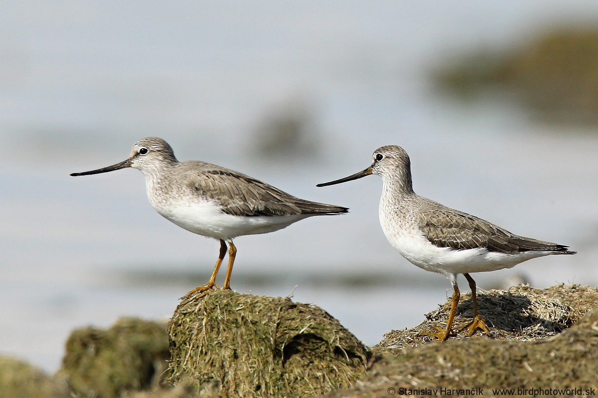 Terek Sandpiper - Stanislav Harvančík