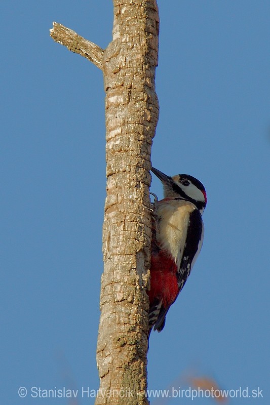 Great Spotted Woodpecker (Atlas) - Stanislav Harvančík