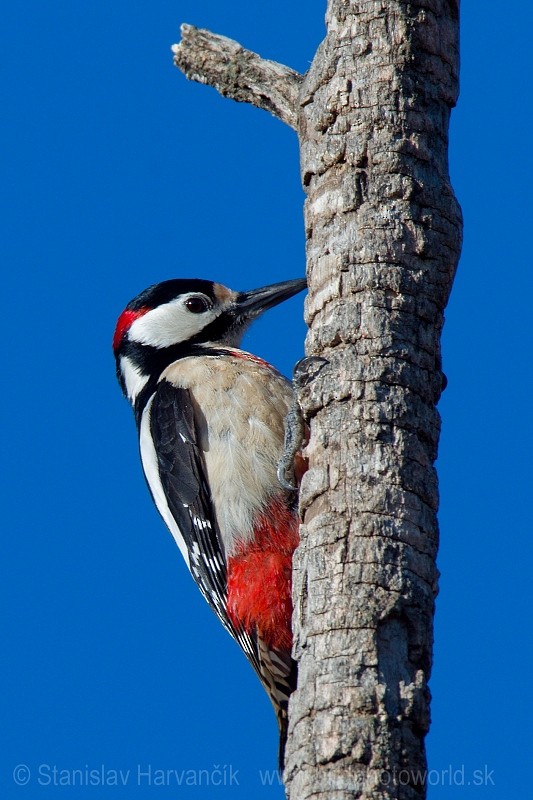 Great Spotted Woodpecker (Atlas) - Stanislav Harvančík