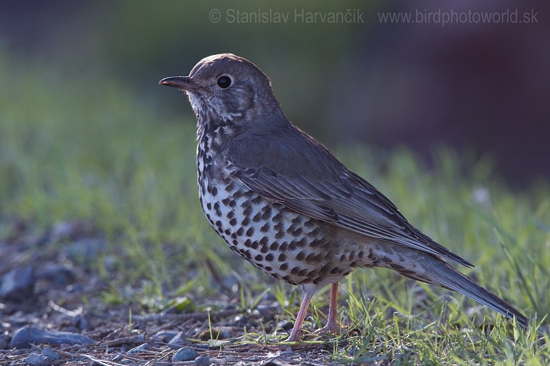 Mistle Thrush - Stanislav Harvančík