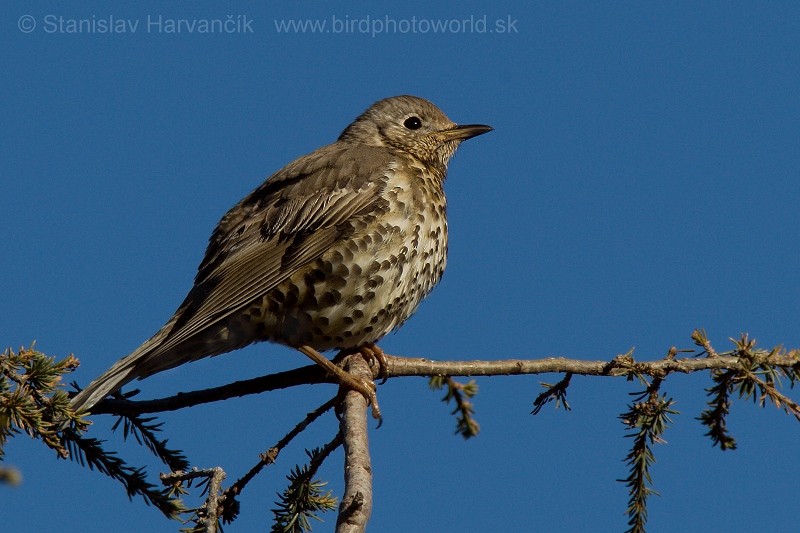 Mistle Thrush - Stanislav Harvančík