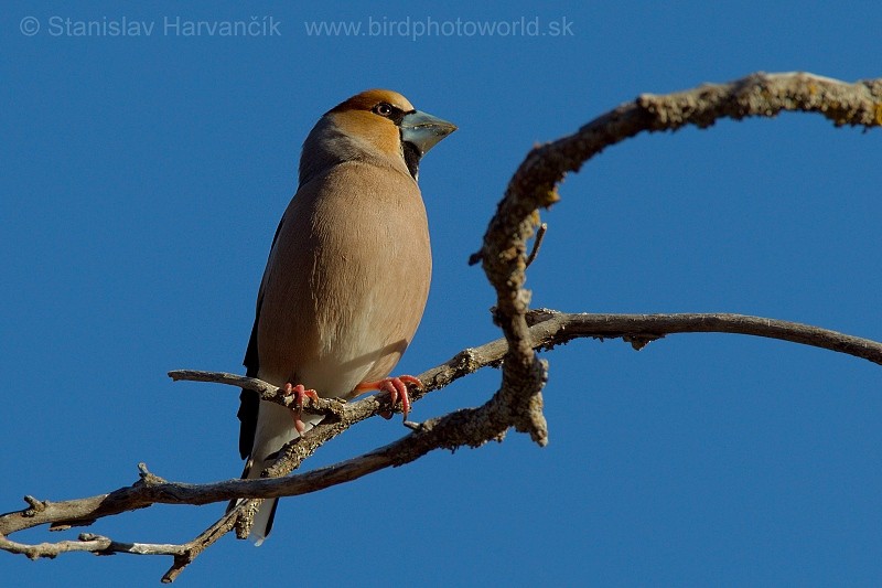 Hawfinch - Stanislav Harvančík