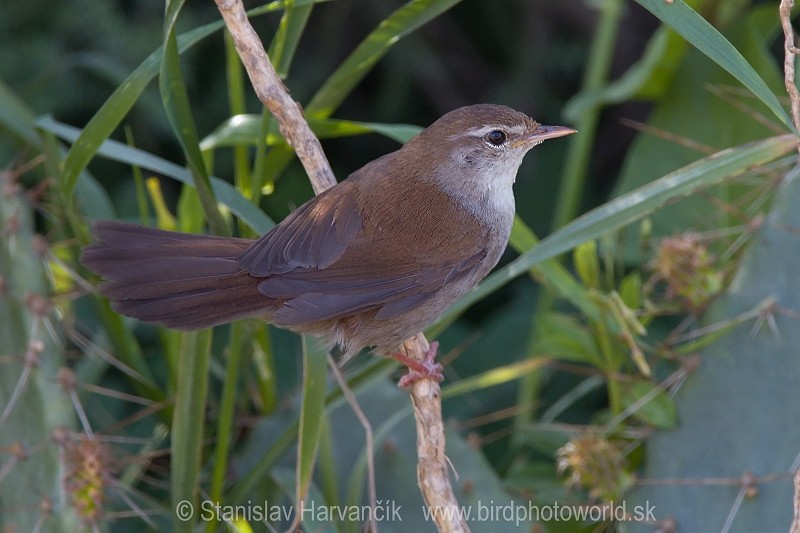 Cetti's Warbler - ML204400341