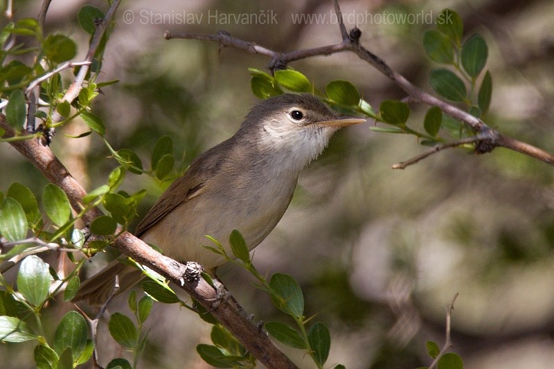 Western Olivaceous Warbler - ML204400561
