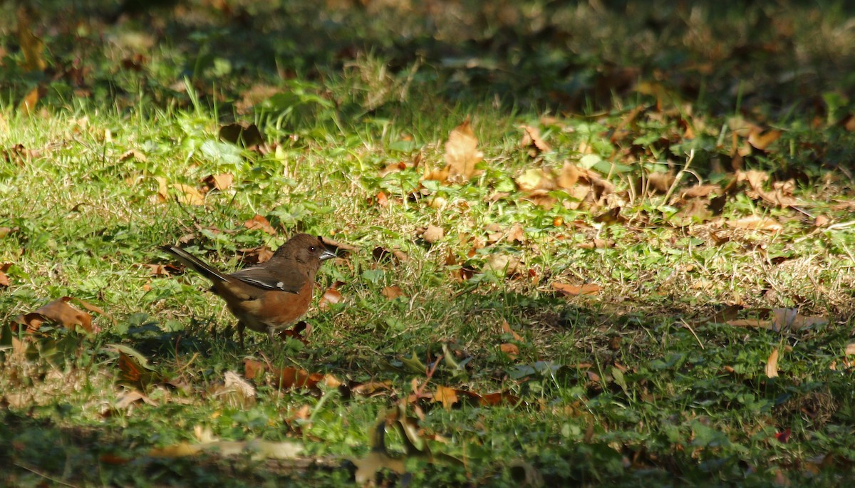 Eastern Towhee - ML20440101