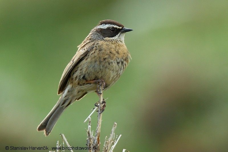 pěvuška skalní (ssp. ocularis) - ML204401671