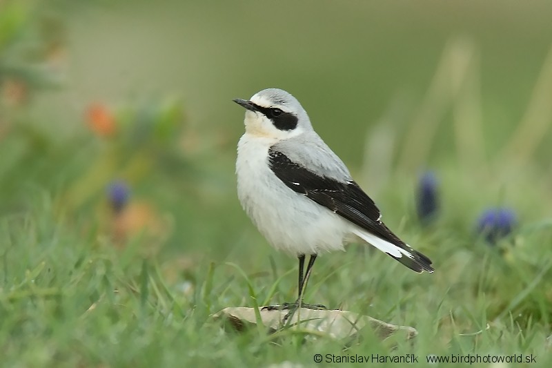 Northern Wheatear (Eurasian) - Stanislav Harvančík