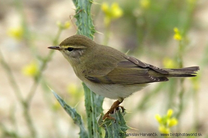 Willow Warbler - ML204401811