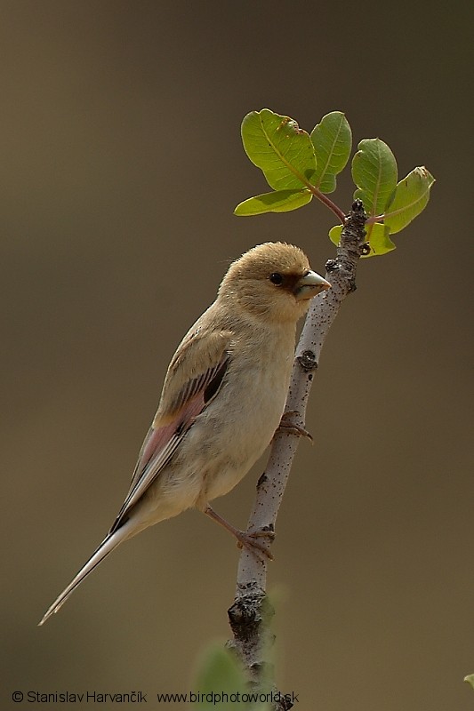 Desert Finch - Stanislav Harvančík