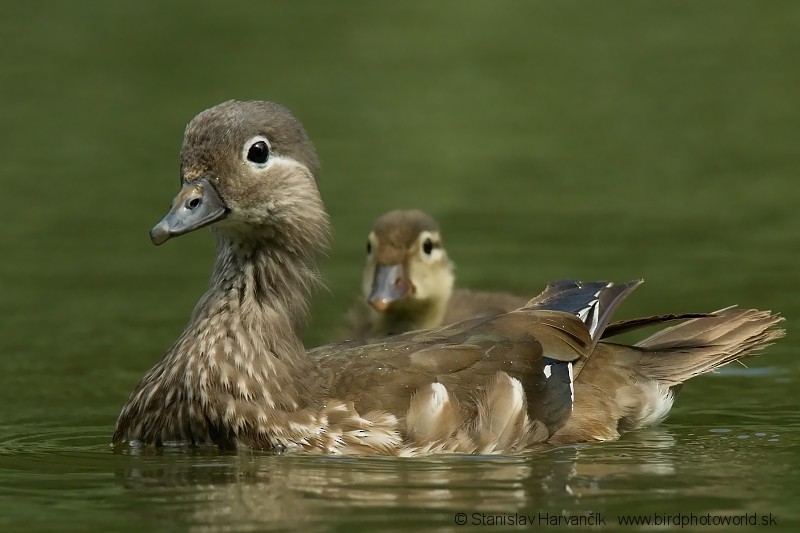 Mandarin Duck - ML204402061