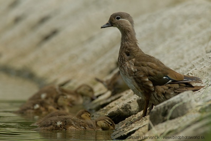 Mandarin Duck - ML204402071