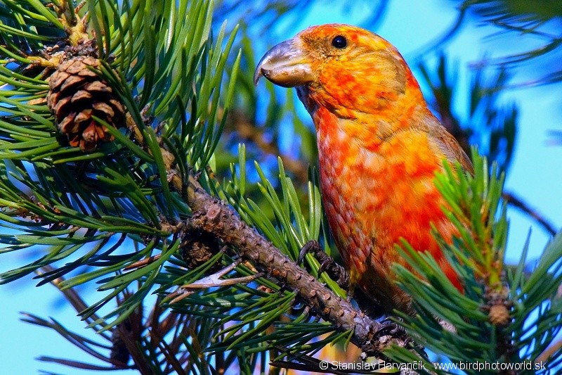 Parrot Crossbill - ML204402141