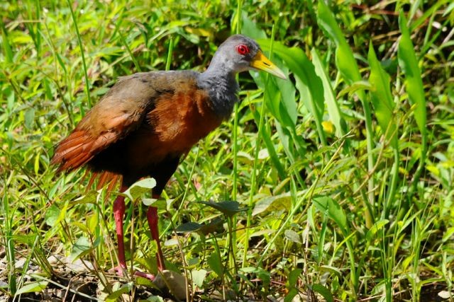 Gray-cowled Wood-Rail - Jacques Erard