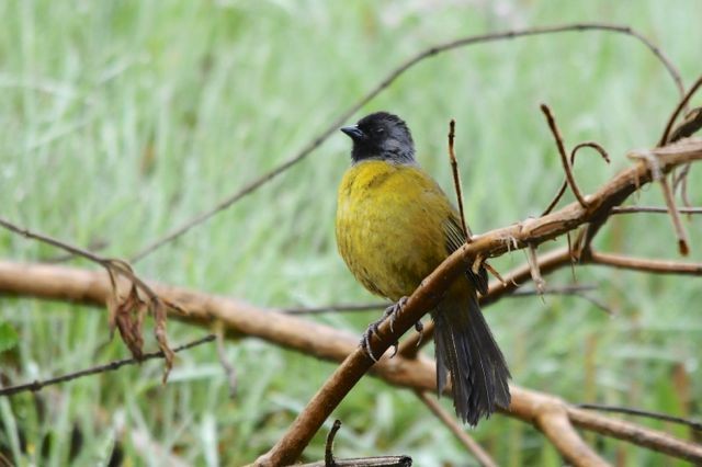 Large-footed Finch - ML204402301