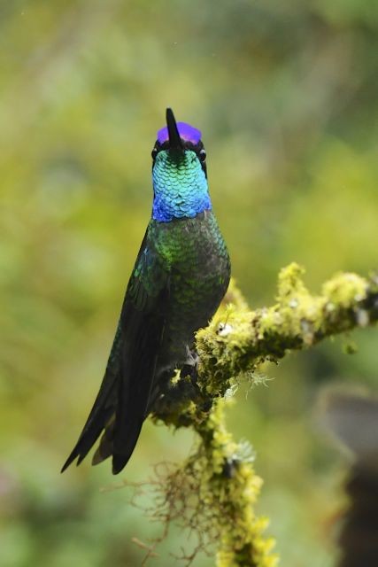 Костариканский колибри-герцог - ML204402351