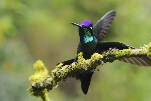 Colibrí de Talamanca - ML204402371