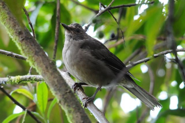 Mountain Thrush - ML204402381