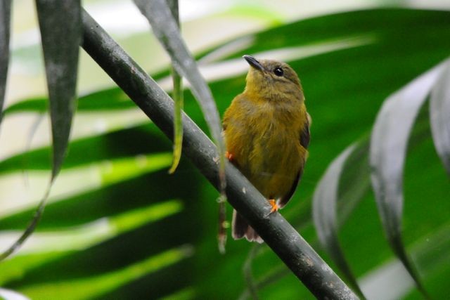 Manakin à col orange - ML204402421