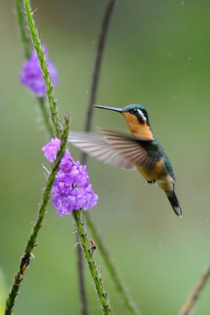 kolibřík fialovohrdlý - ML204402461