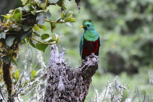 Resplendent Quetzal - ML204402471