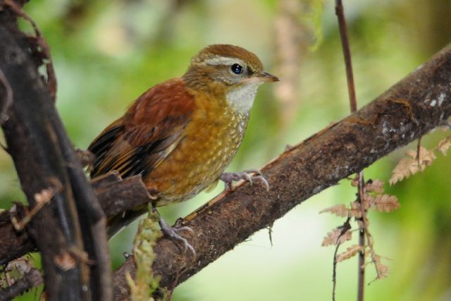 Ruddy Treerunner - Jacques Erard